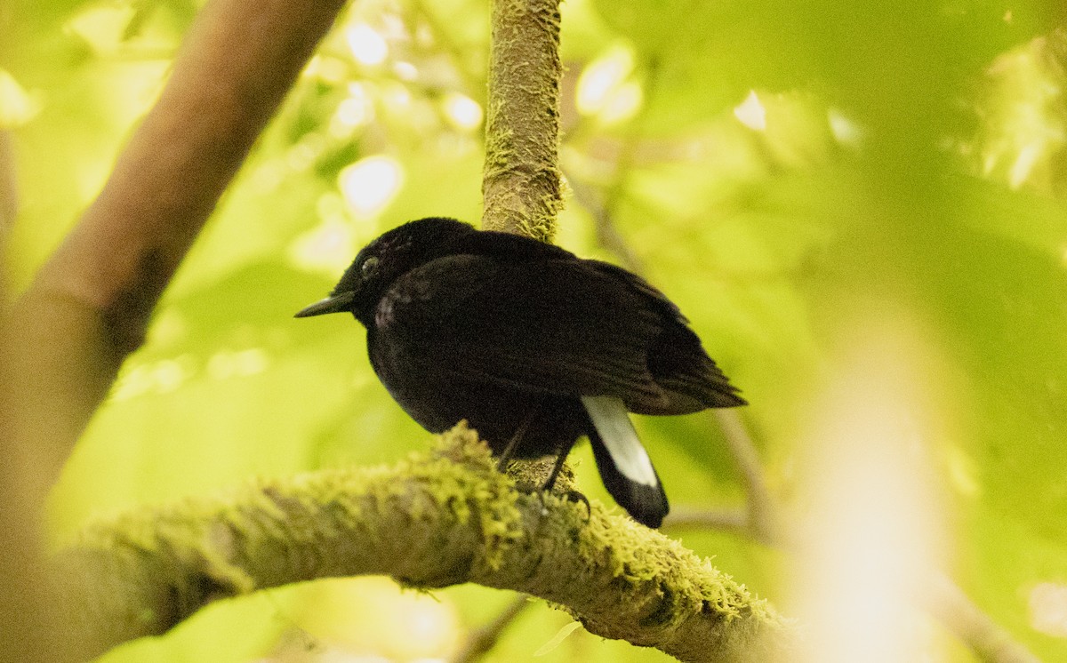 Taveuni Silktail - ML641434627