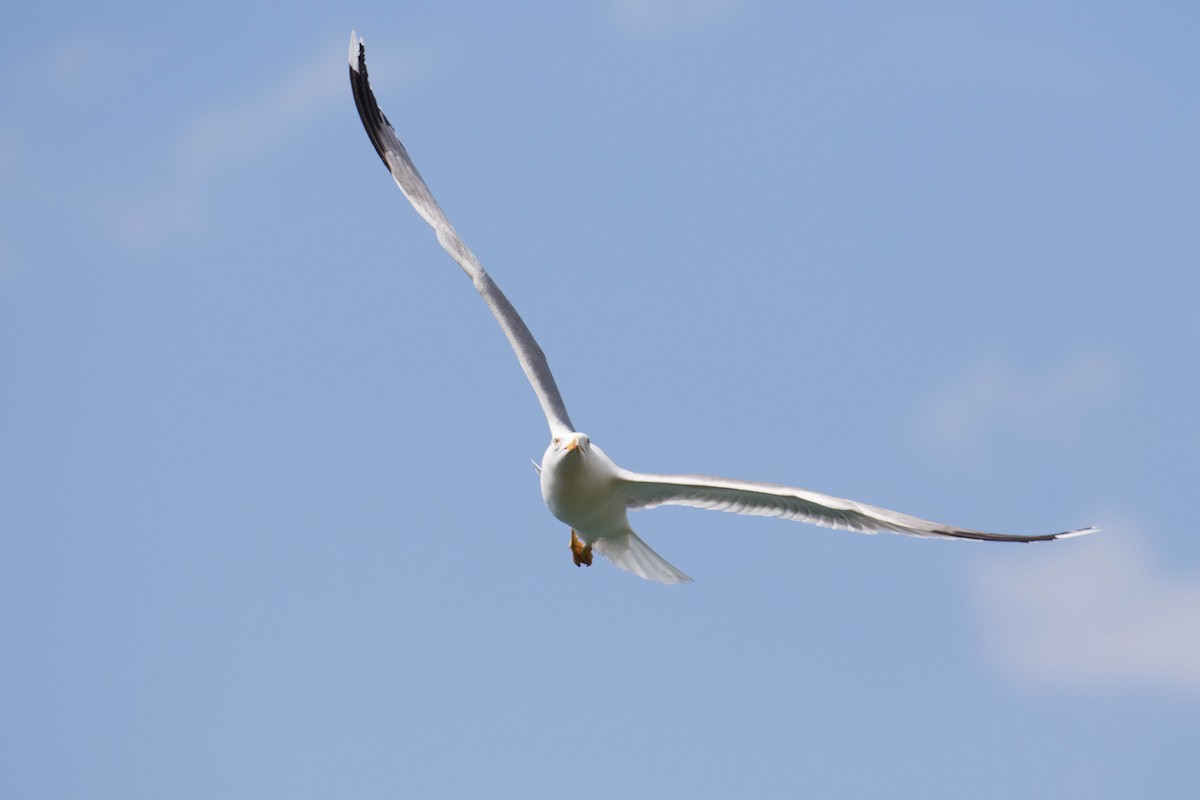 Yellow-legged Gull - ML641434660