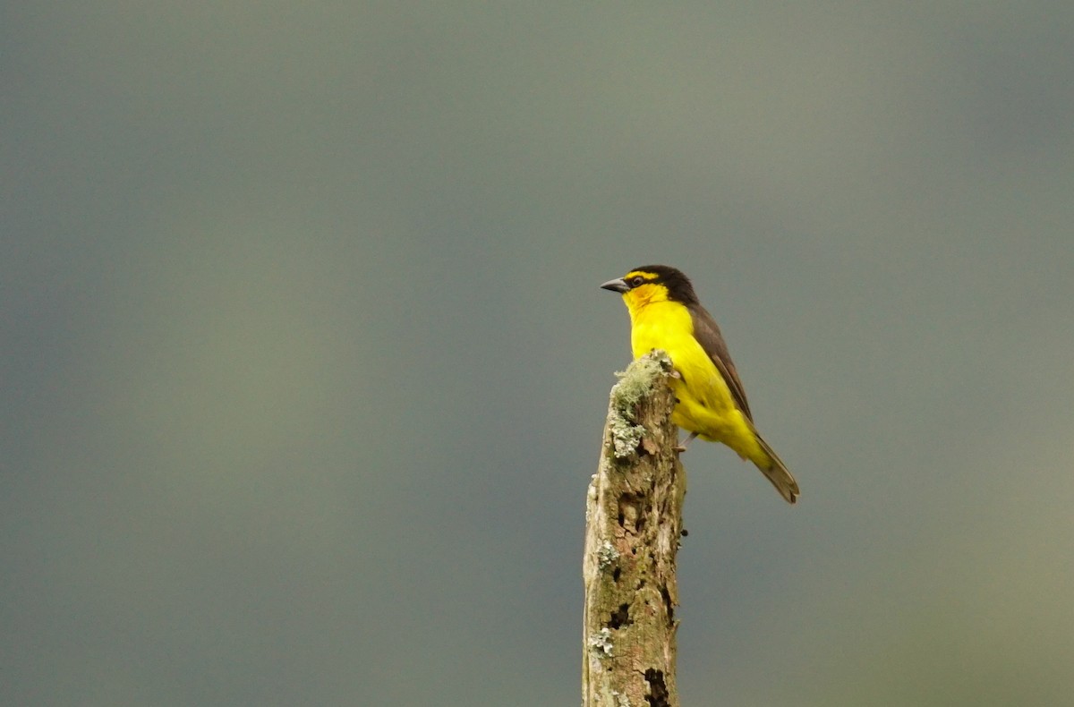 Black-necked Weaver - ML641434679