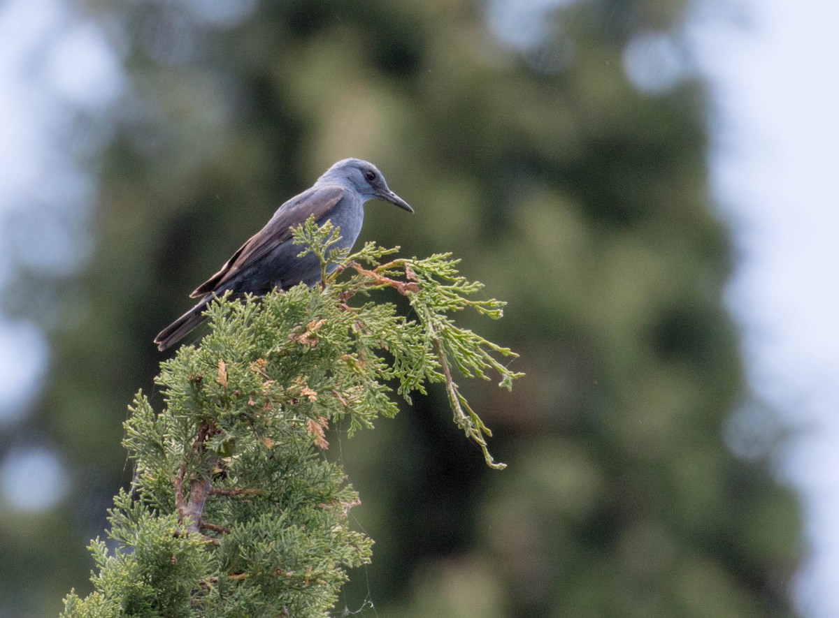 Blue Rock-Thrush - ML641434687