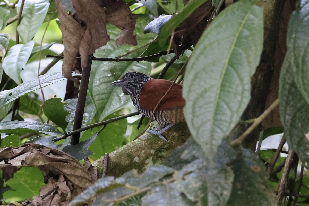 Lined Antshrike - ML641434688