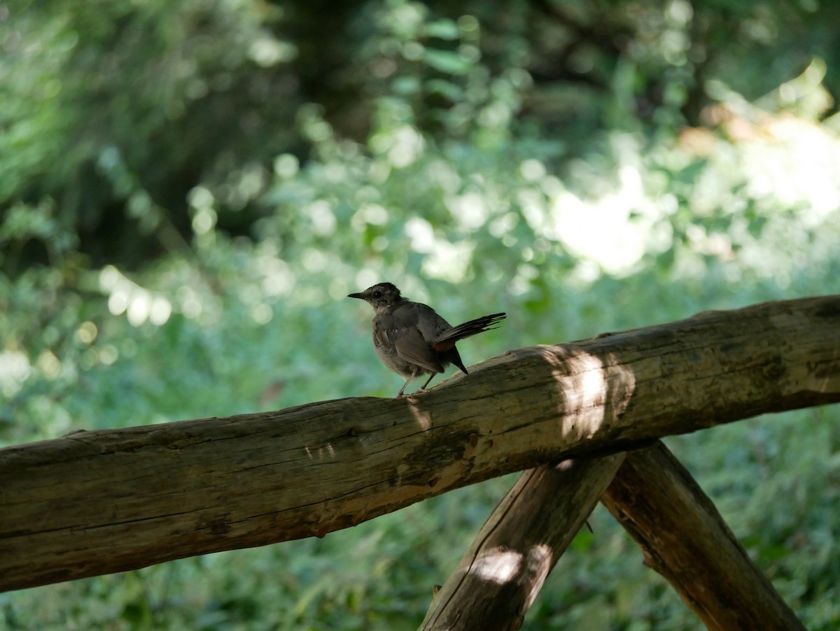 Gray Catbird - ML641434723