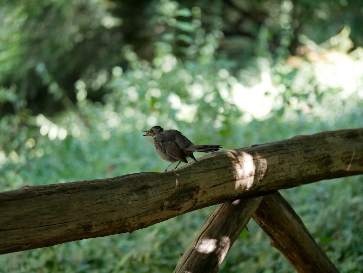 Gray Catbird - ML641434724