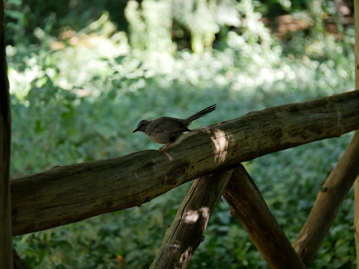 Gray Catbird - ML641434726
