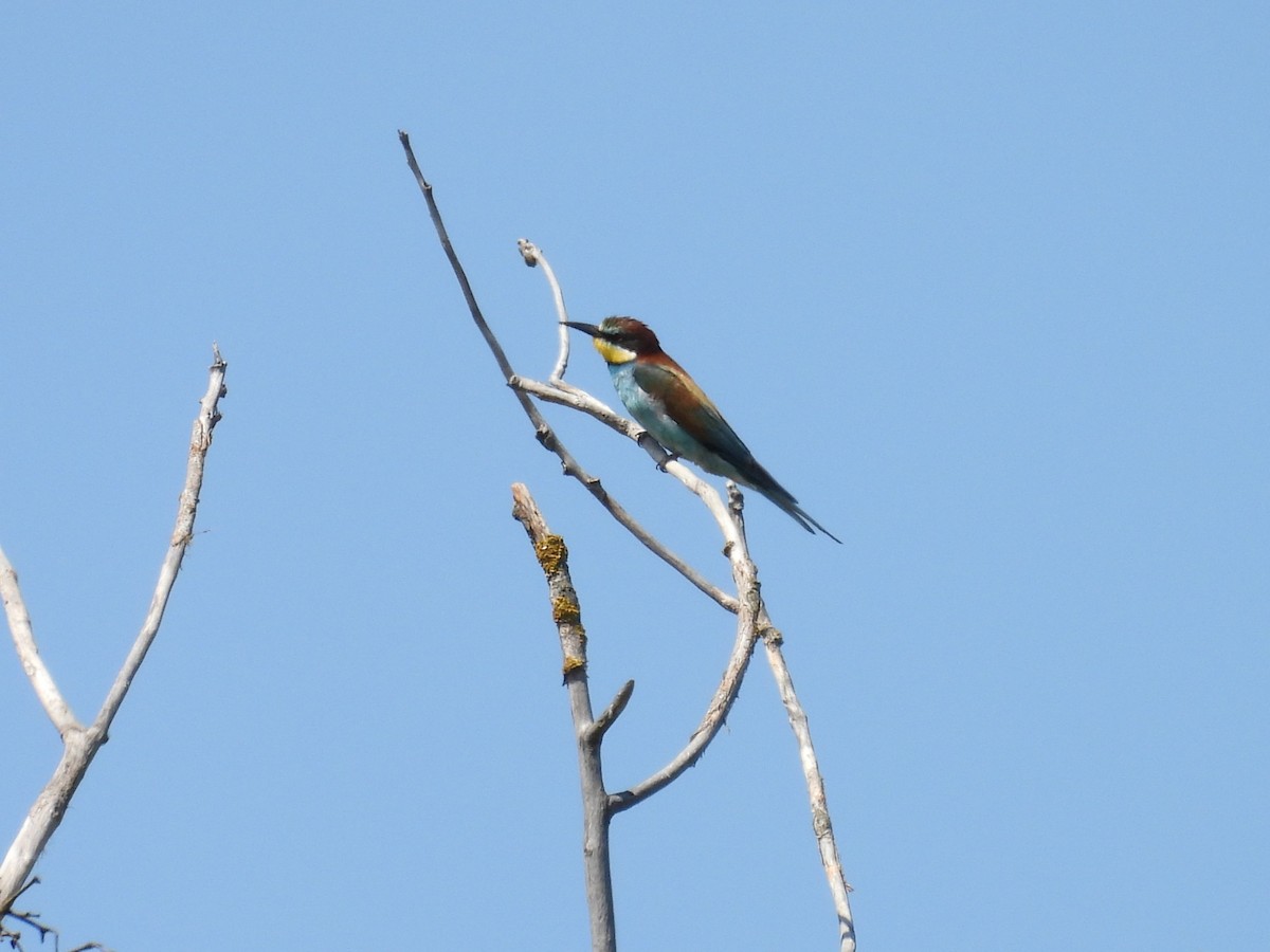 European Bee-eater - ML641434753