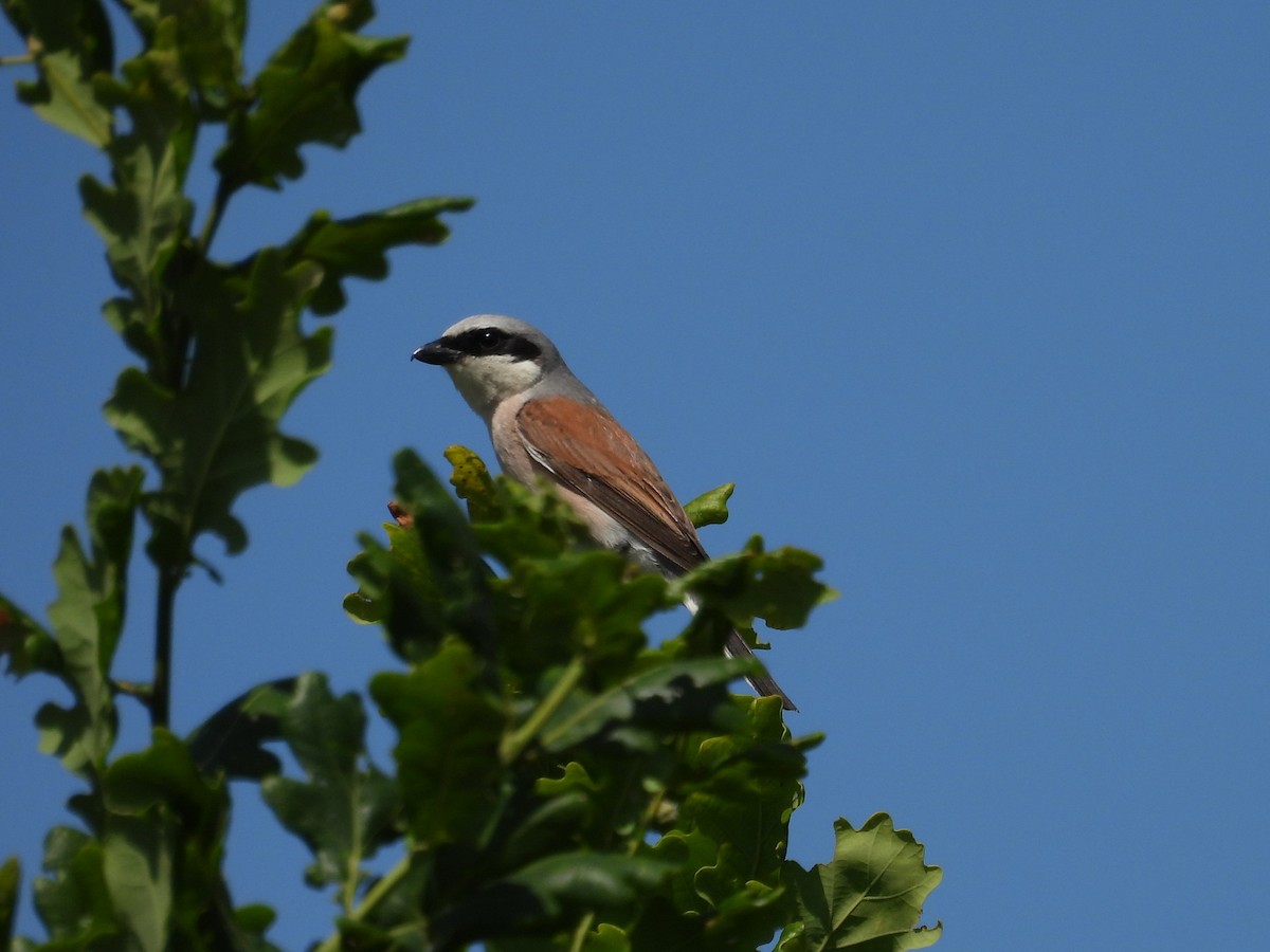 Red-backed Shrike - ML641434757