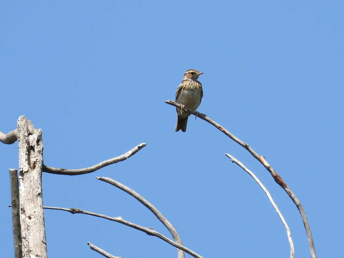 Wood Lark - ML641434759