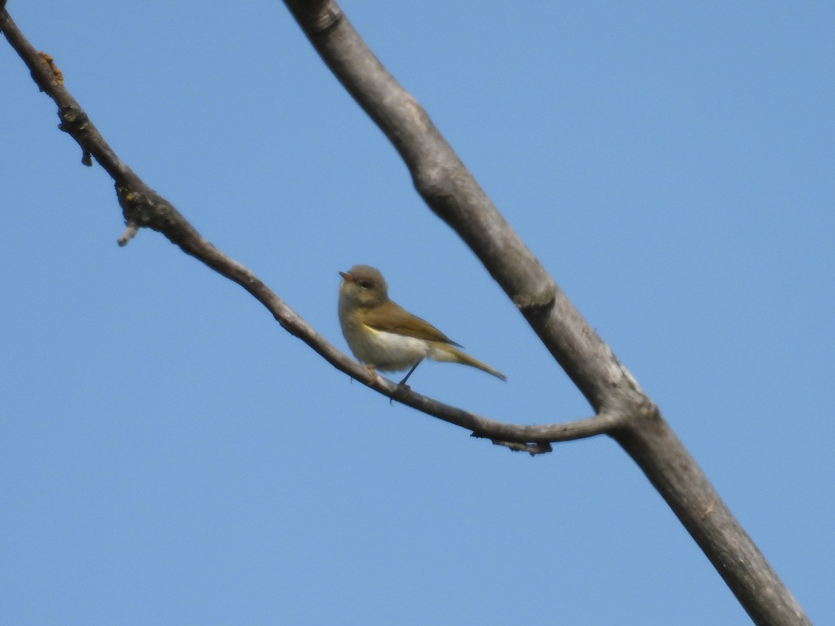 Willow Warbler - ML641434763