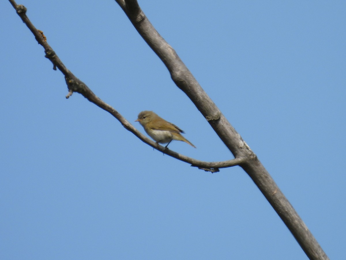 Willow Warbler - ML641434764