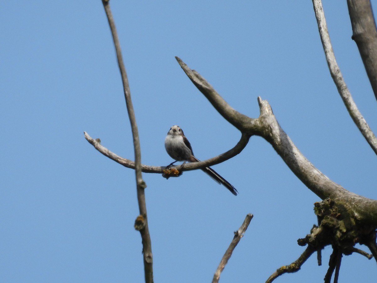 Long-tailed Tit - ML641434771