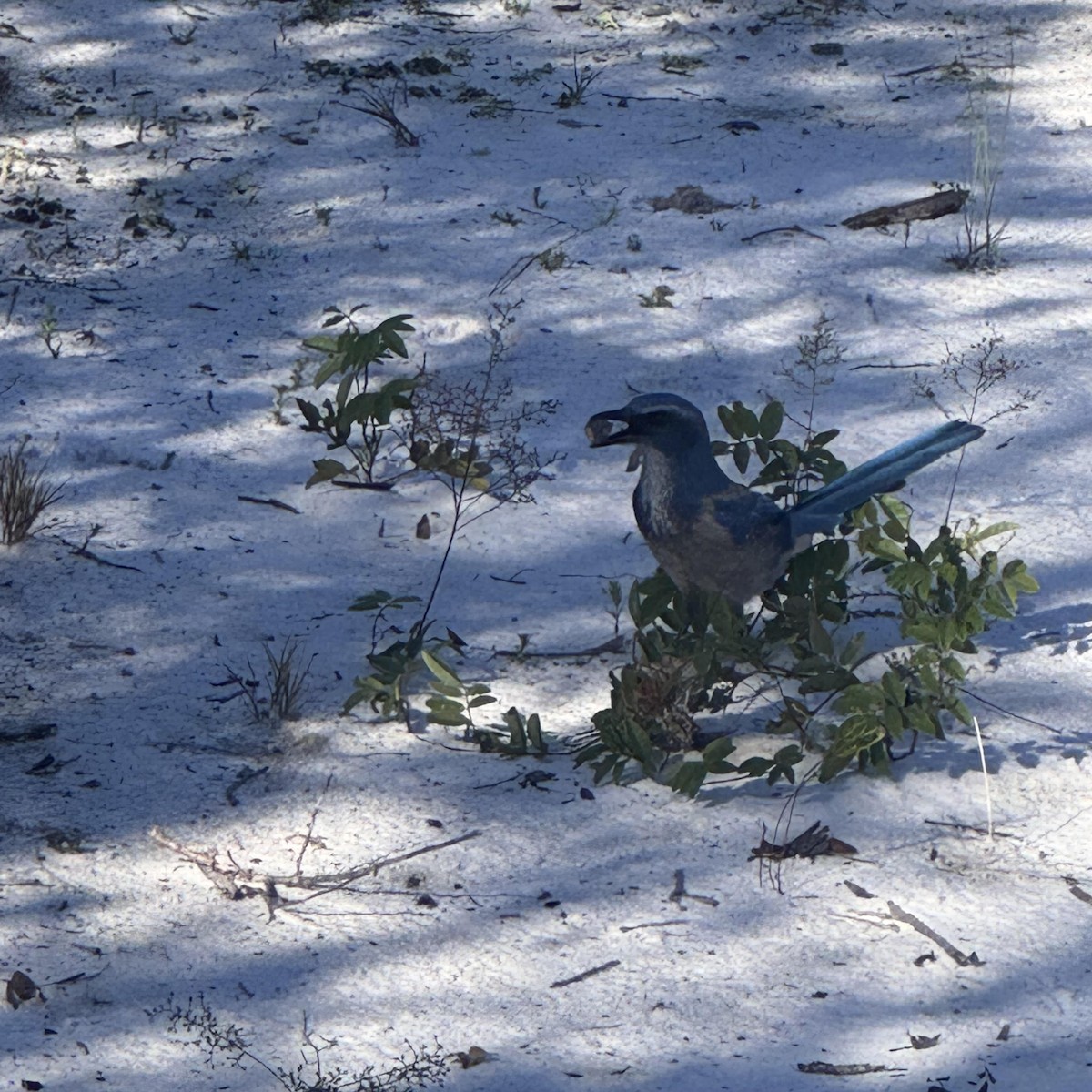 Florida Scrub-Jay - ML641434776