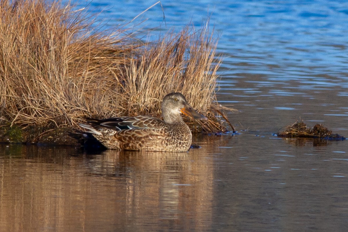 Northern Shoveler - ML641434835