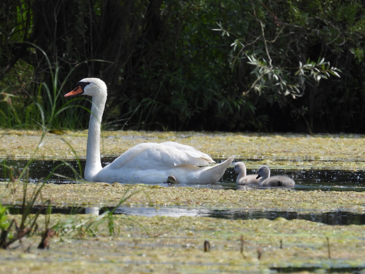 Mute Swan - ML641434838