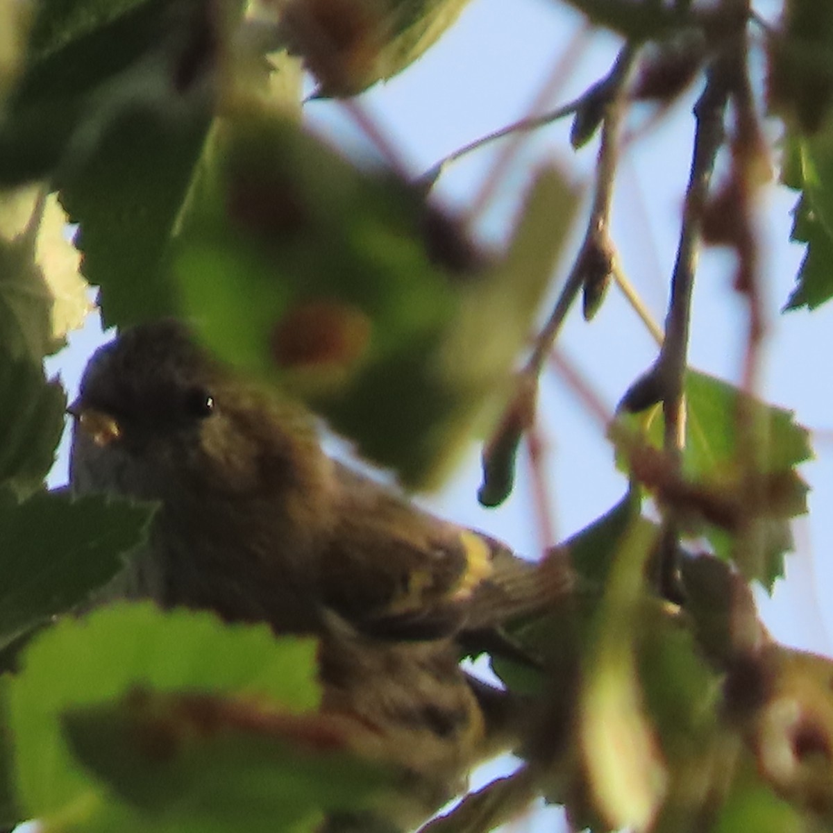 Eurasian Siskin - ML641434842
