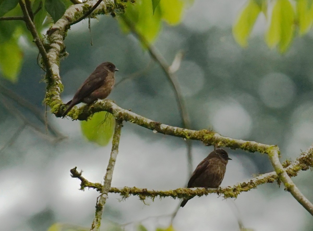 Sooty Flycatcher - ML641434866