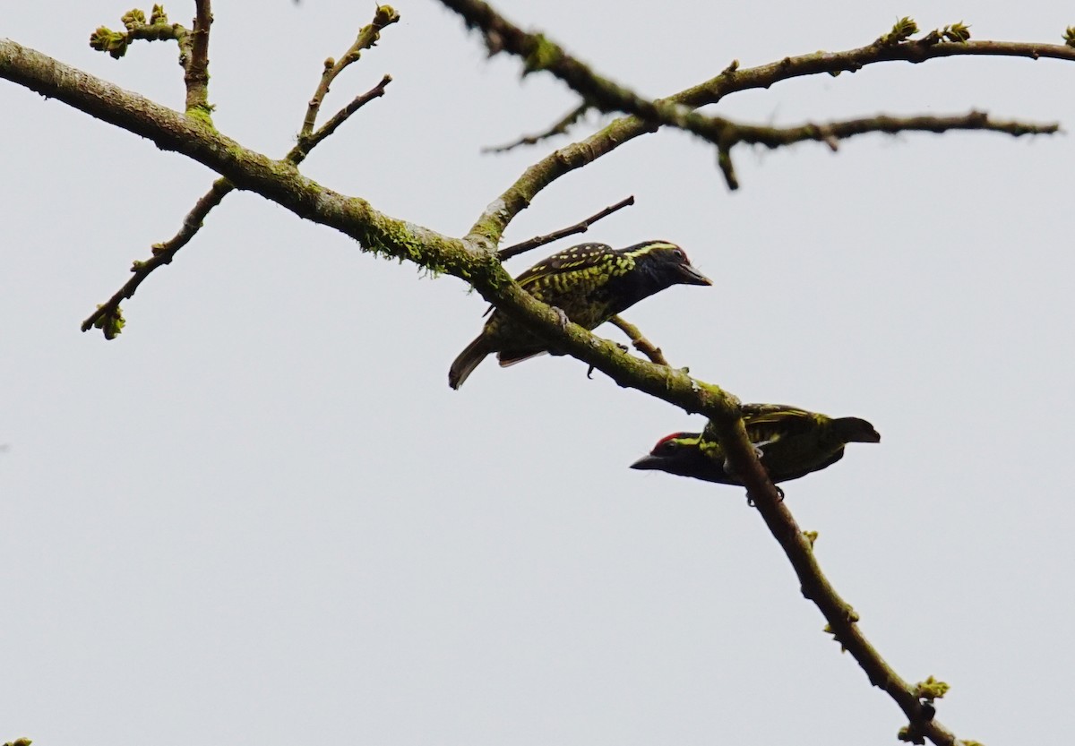 Yellow-spotted Barbet - ML641434922