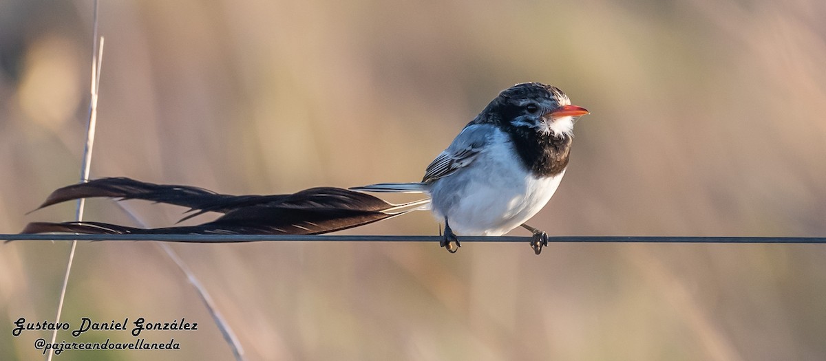 Strange-tailed Tyrant - ML641434932