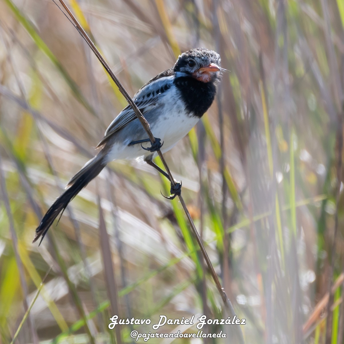 Strange-tailed Tyrant - ML641434933