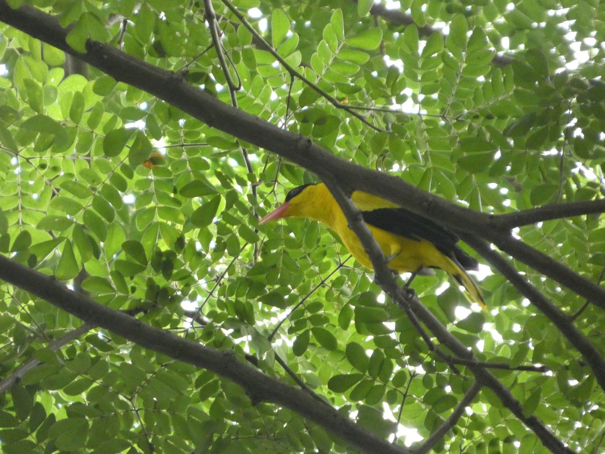 Black-naped Oriole - ML641434952