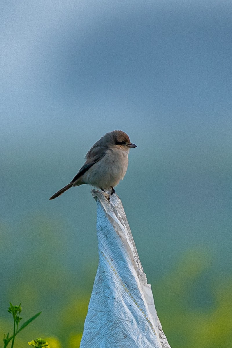 Isabelline Shrike - ML641434980