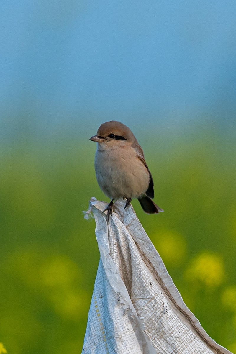 Isabelline Shrike - ML641434981