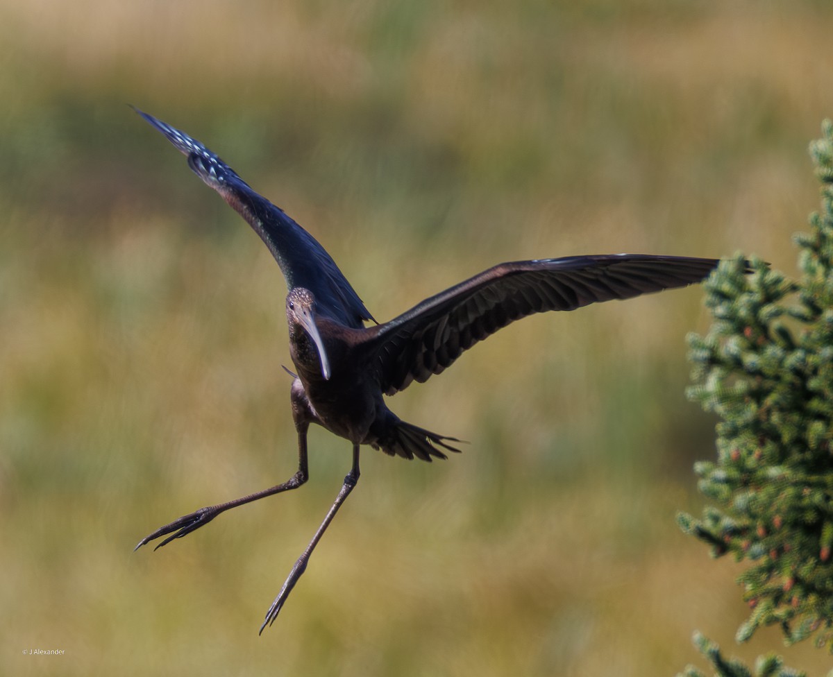 Ibis falcinelle - ML641435031