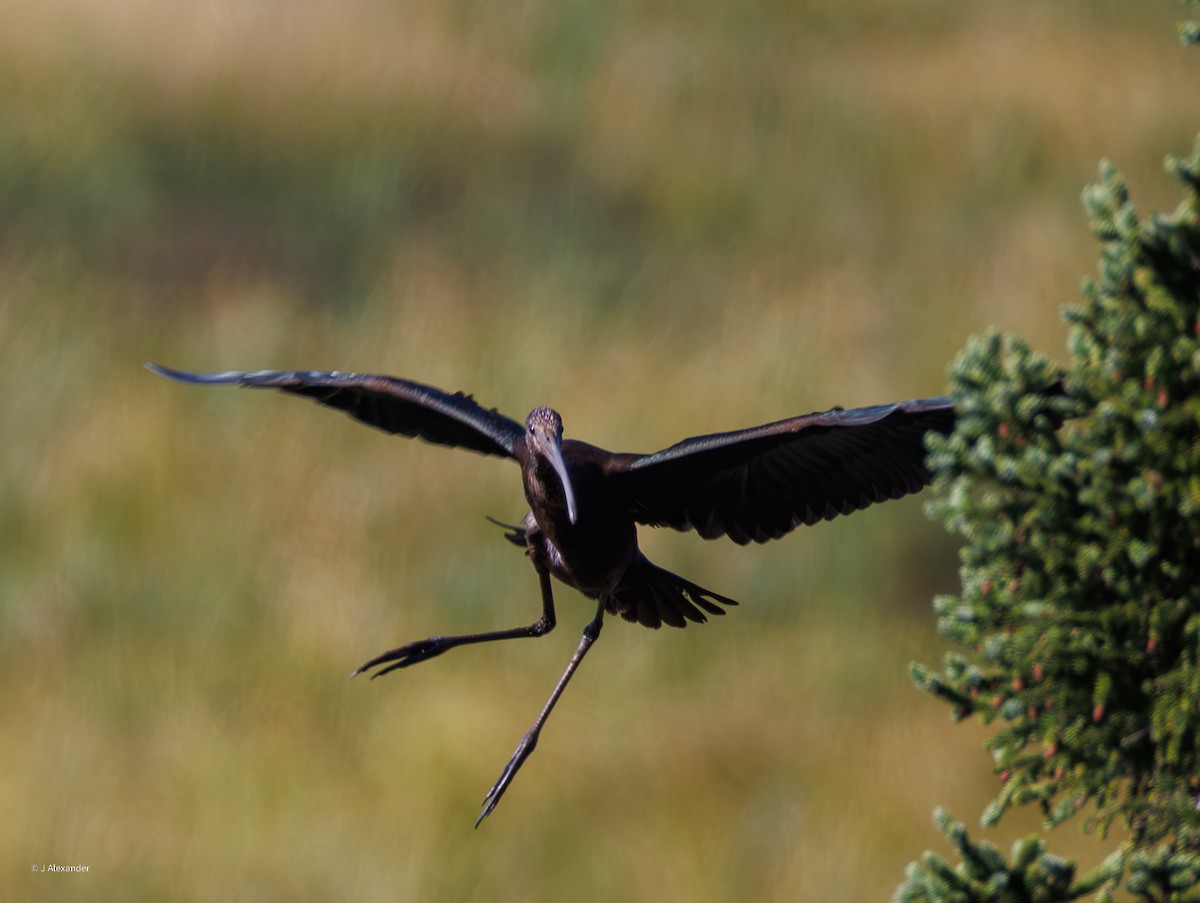 Ibis falcinelle - ML641435032