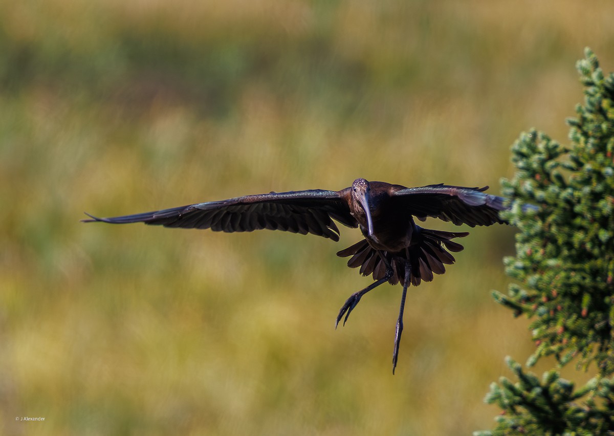Ibis falcinelle - ML641435033