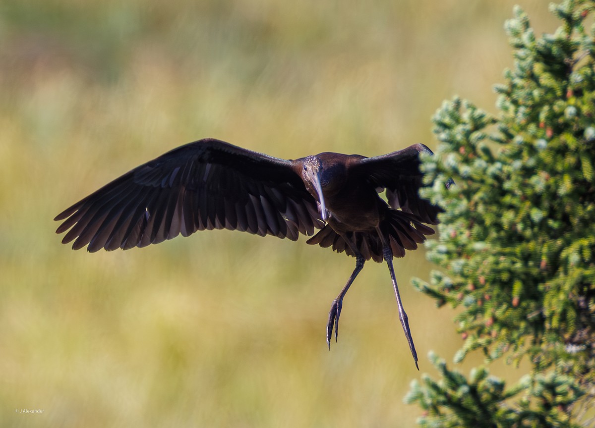 Ibis falcinelle - ML641435034