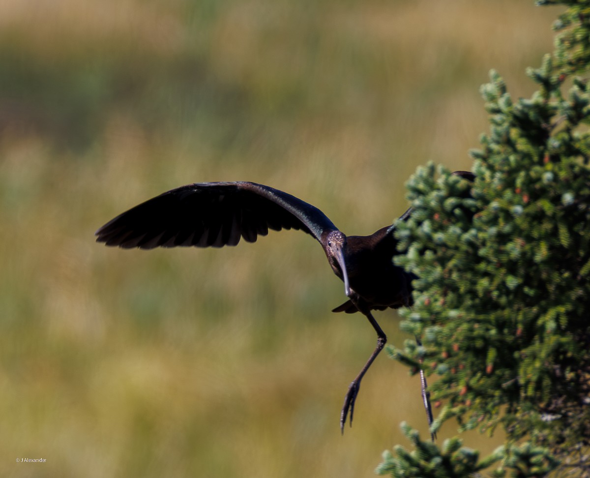 Ibis falcinelle - ML641435035