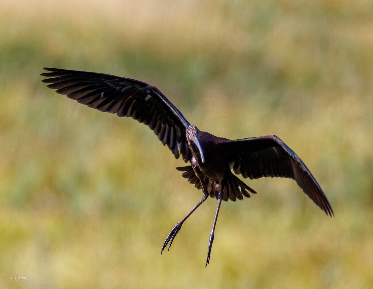 Ibis falcinelle - ML641435037