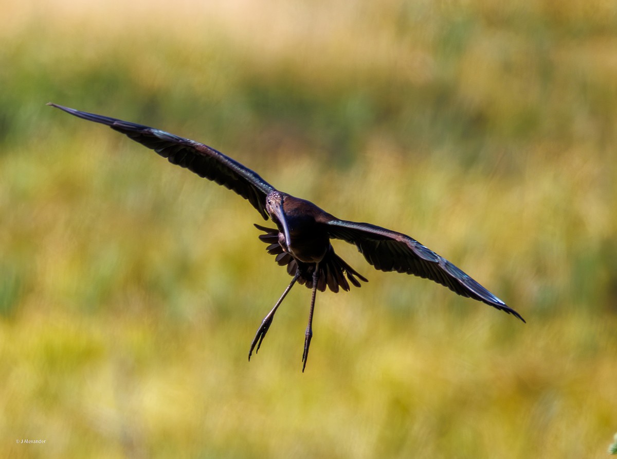 Ibis falcinelle - ML641435039