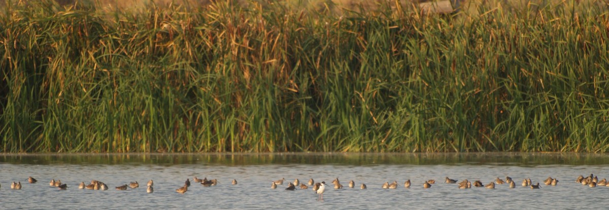 shorebird sp. - ML641435041