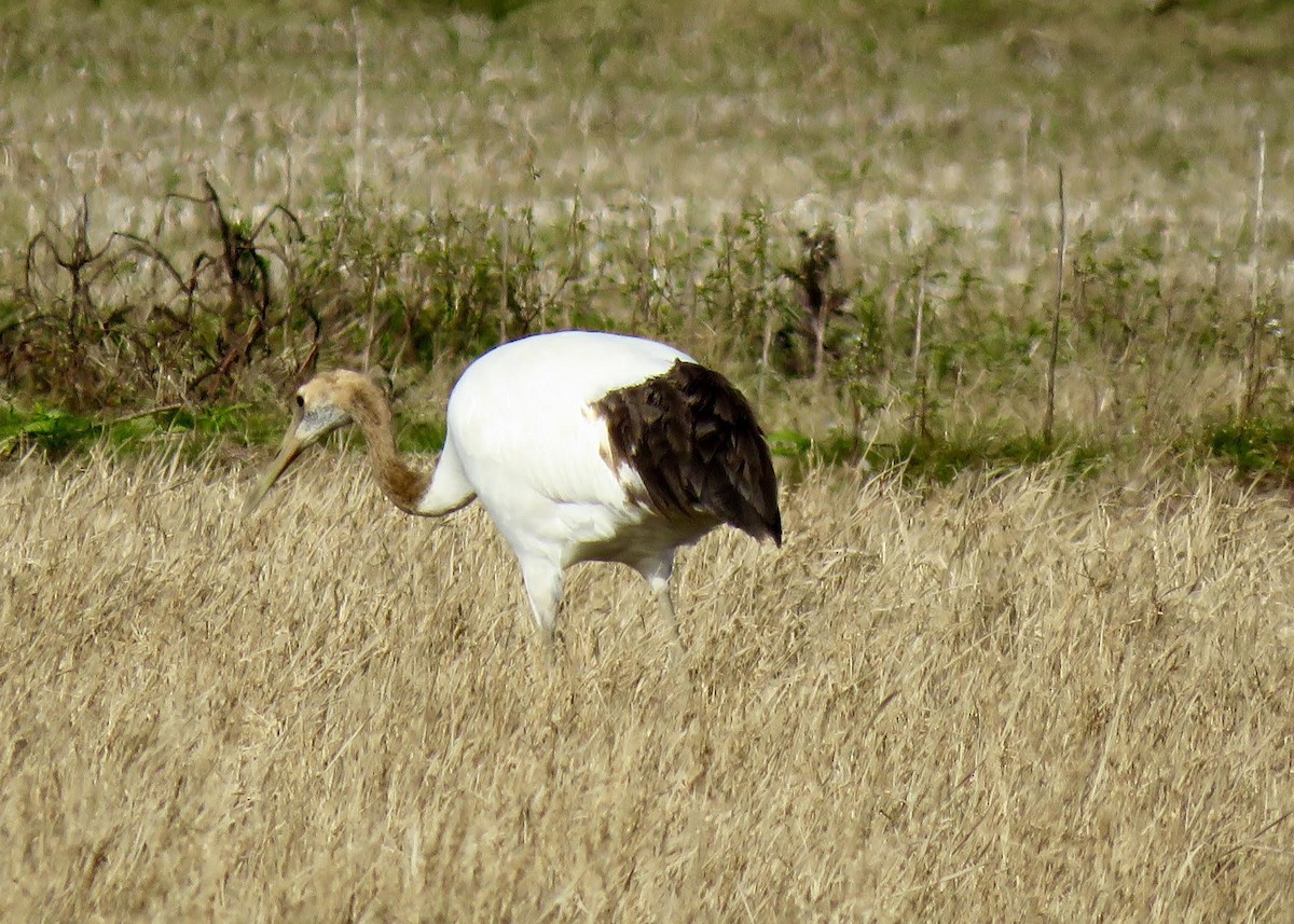Red-crowned Crane - ML641435042