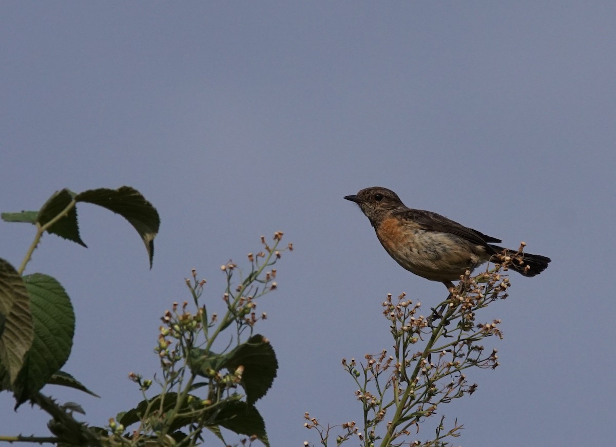 African Stonechat - ML641435047
