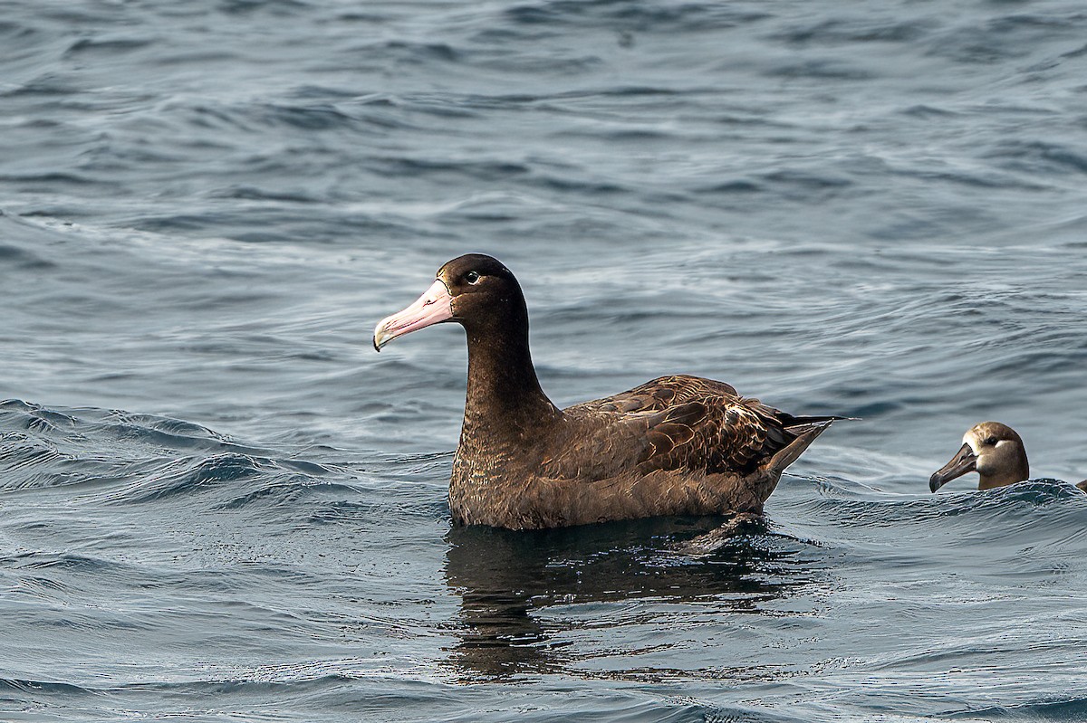 Short-tailed Albatross - ML641435050