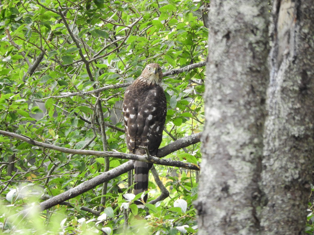 Cooper's Hawk - ML641435064