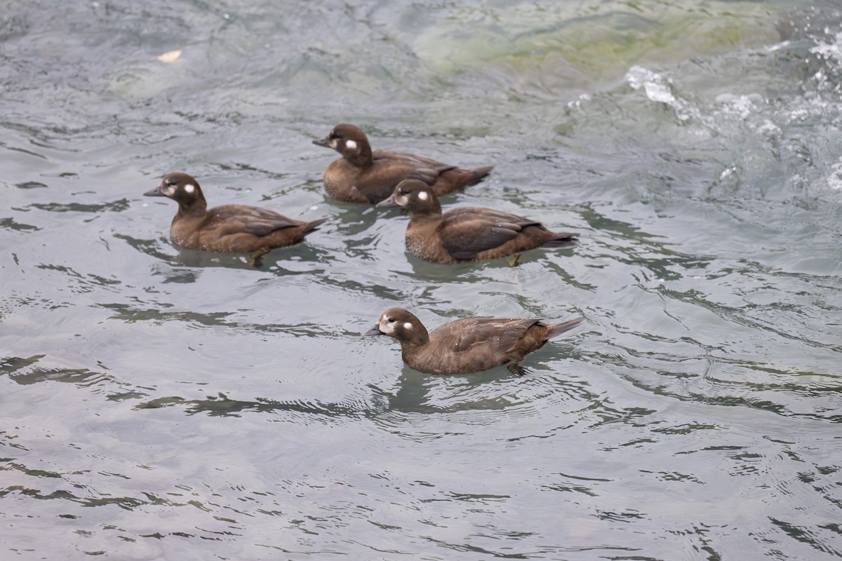 Harlequin Duck - ML641435067
