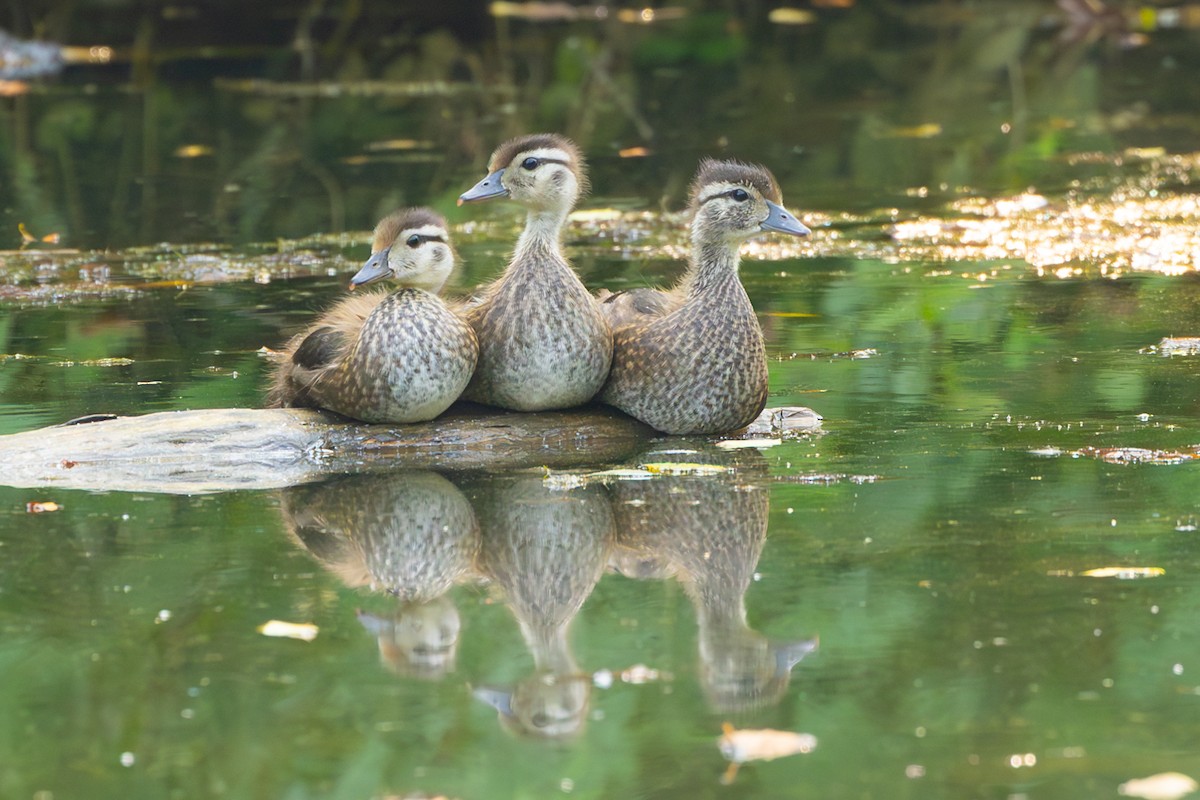 Wood Duck - ML641435087