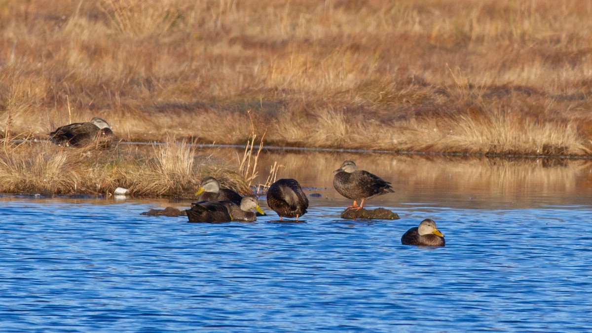 American Black Duck - ML641435088