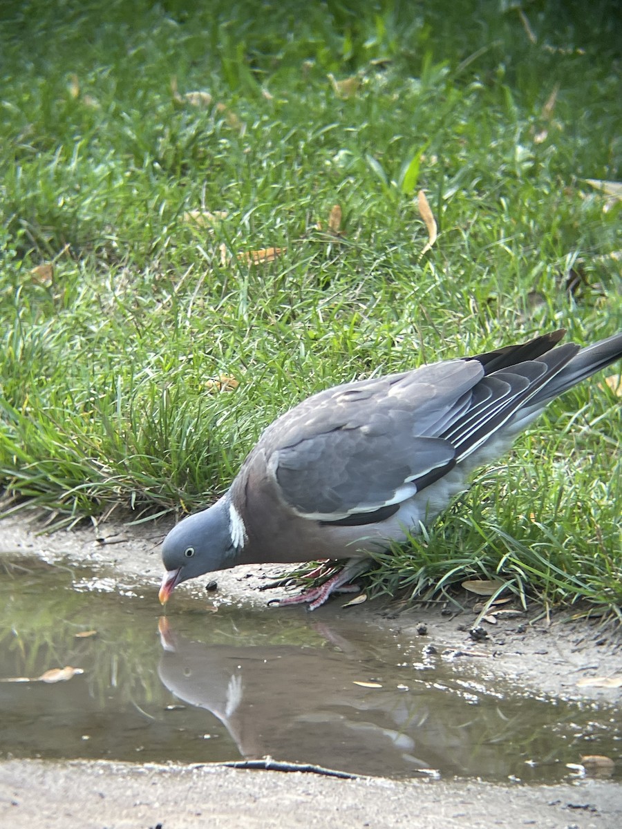Common Wood-Pigeon - ML641435093