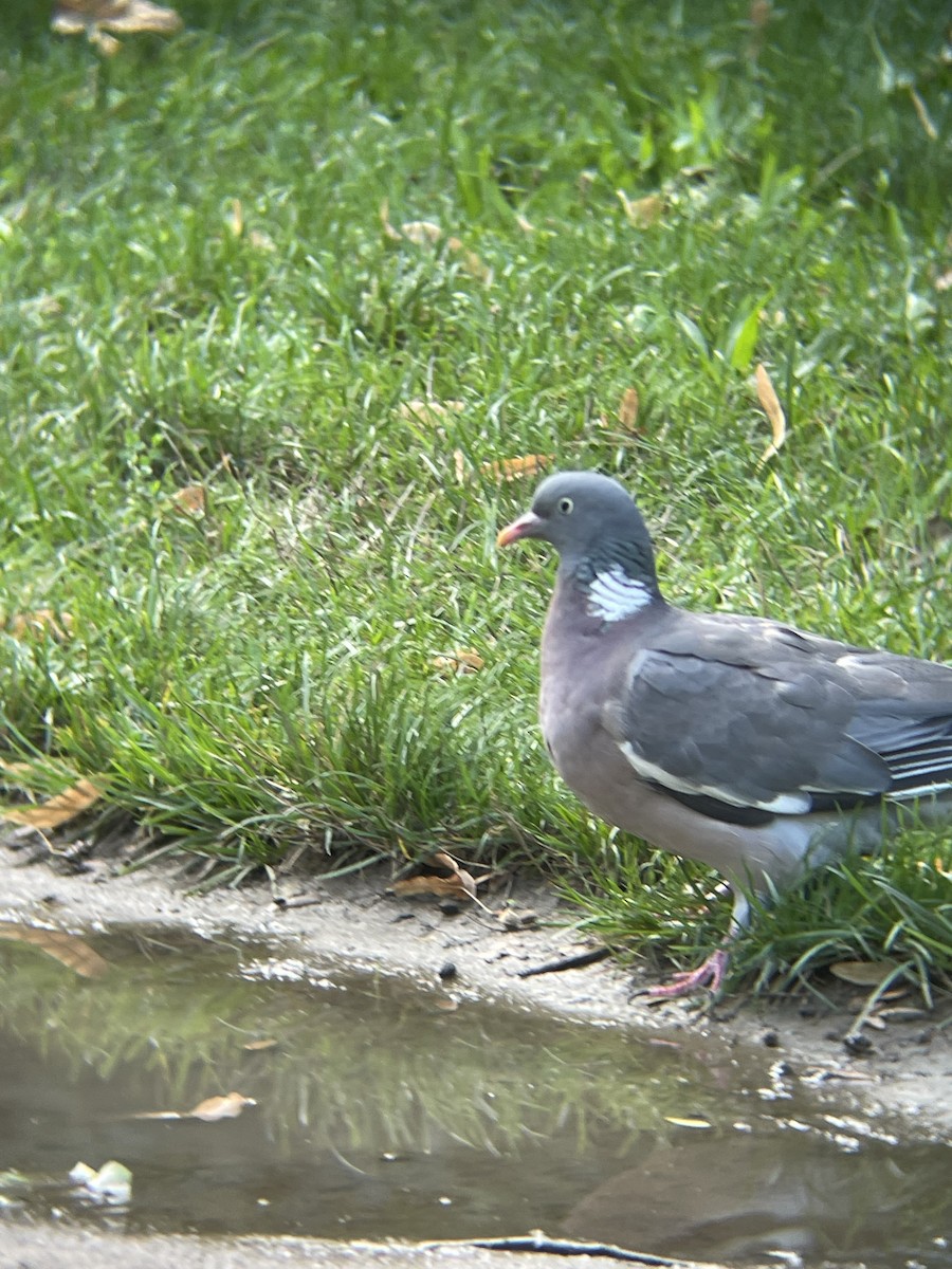 Common Wood-Pigeon - ML641435094