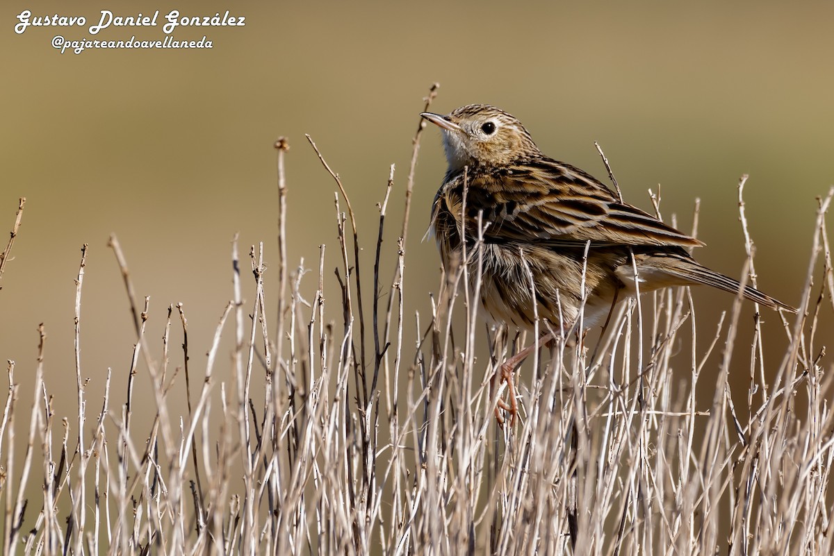 Pipit de Hellmayr - ML641435099