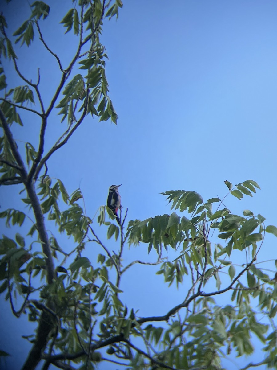 Great Spotted Woodpecker - ML641435100