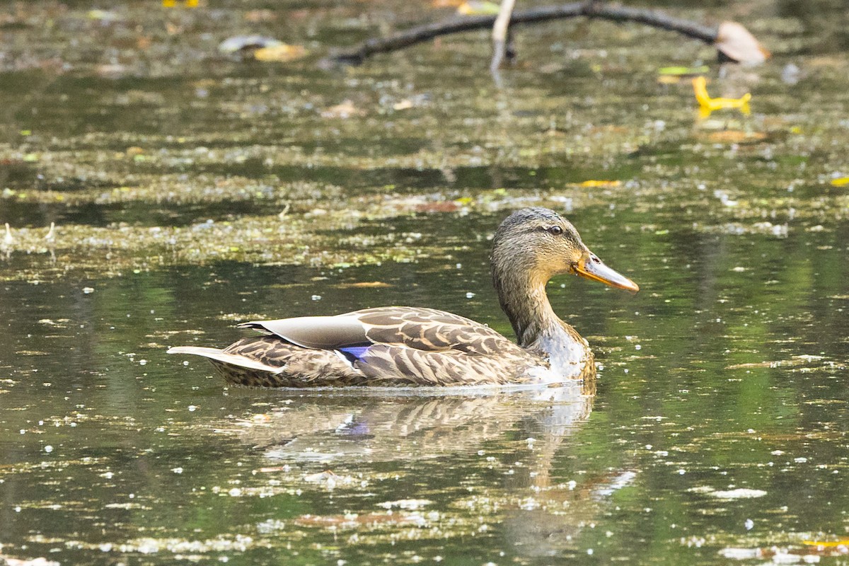Mallard - ML641435106