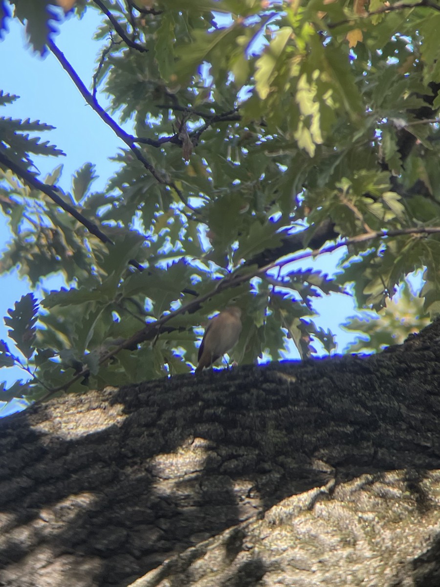 Common Redstart - ML641435120