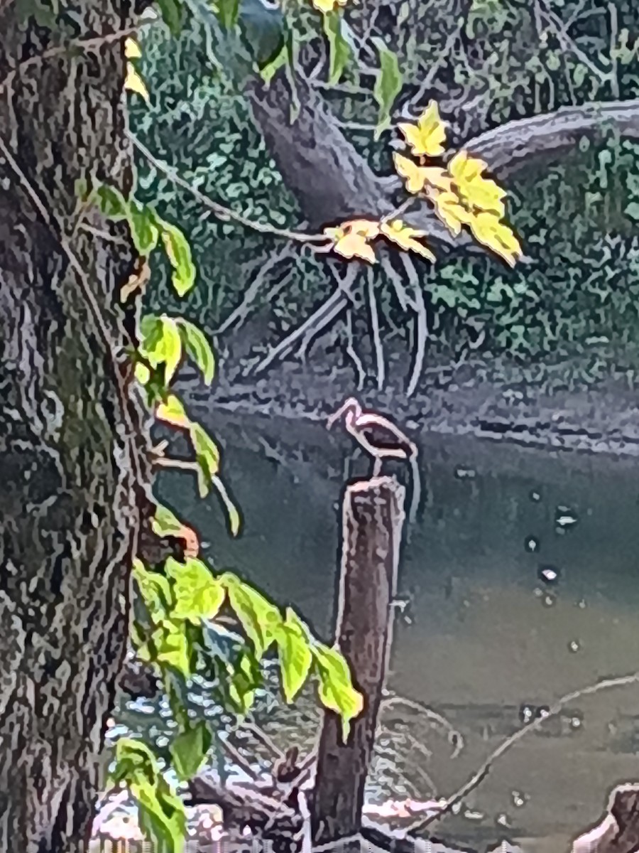 White Ibis - ML641435128