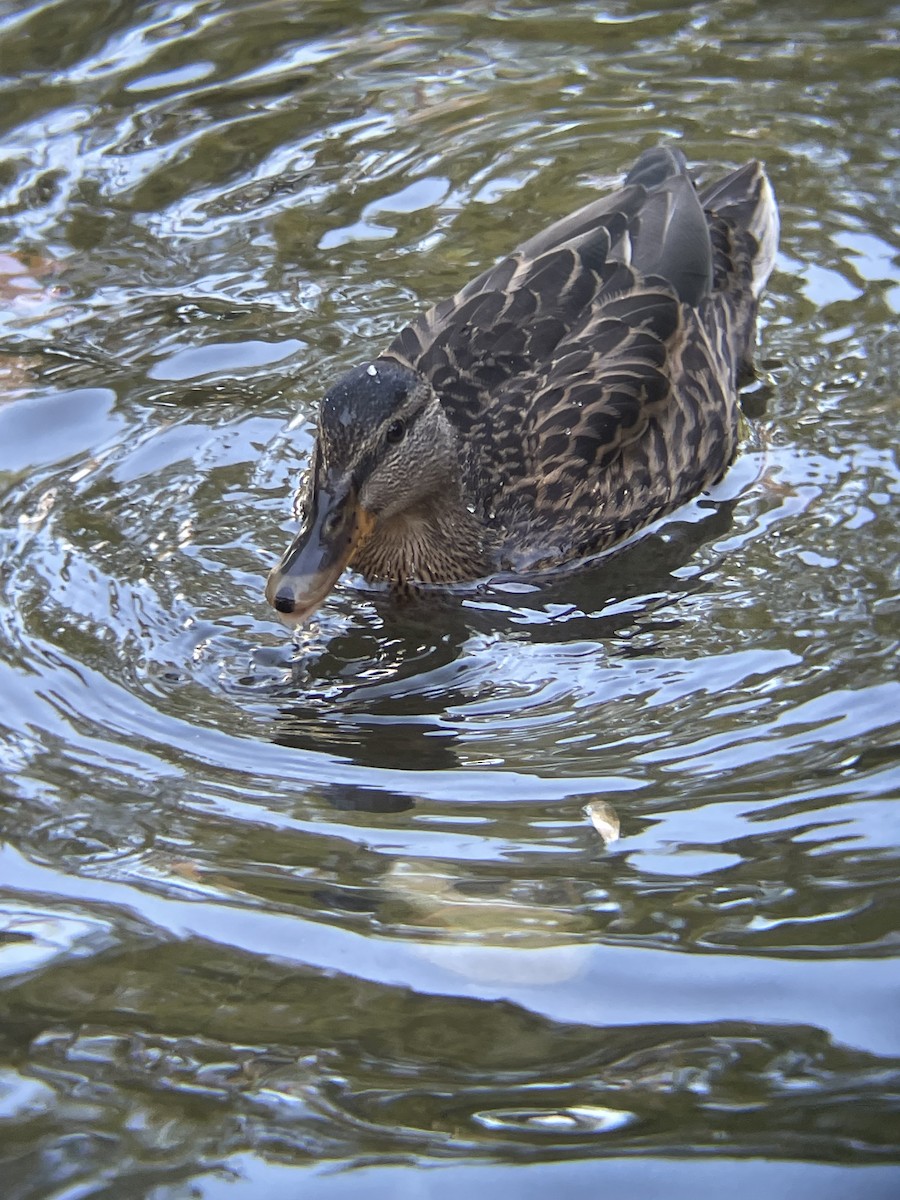 Mallard - ML641435129