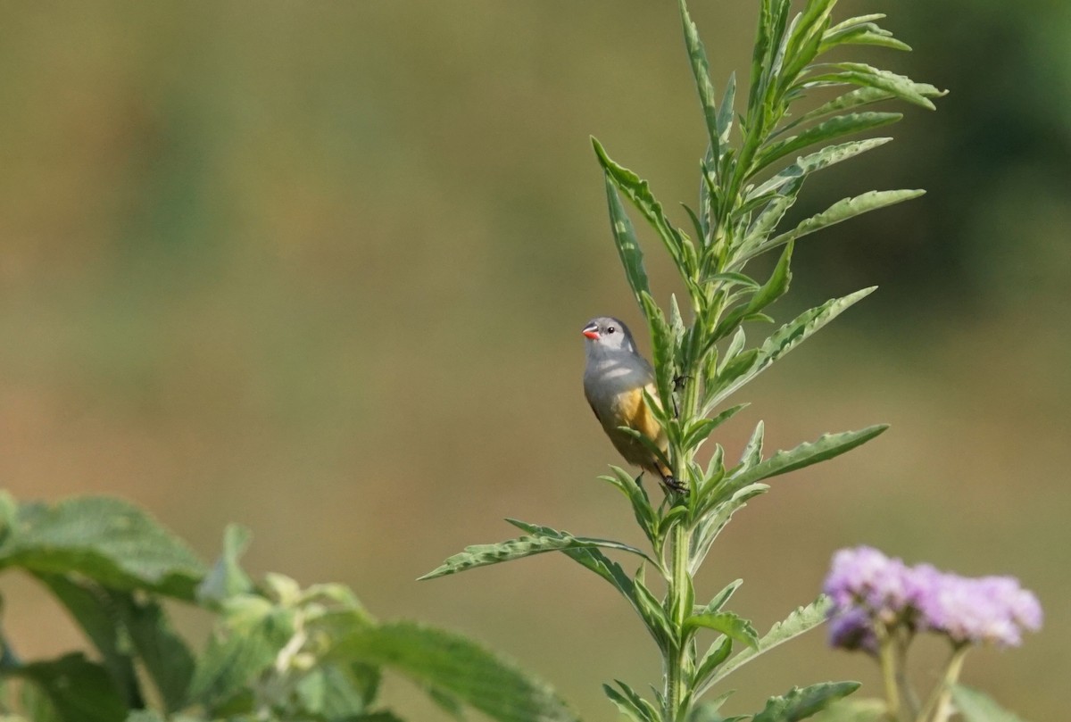 Yellow-bellied Waxbill - ML641435131