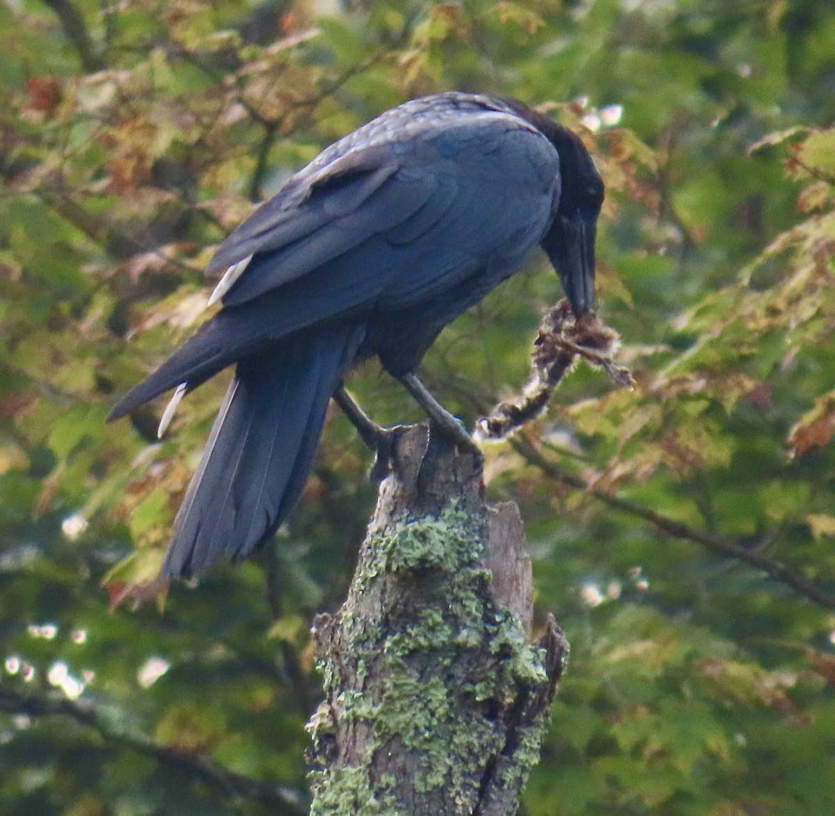 Common Raven - ML641435135